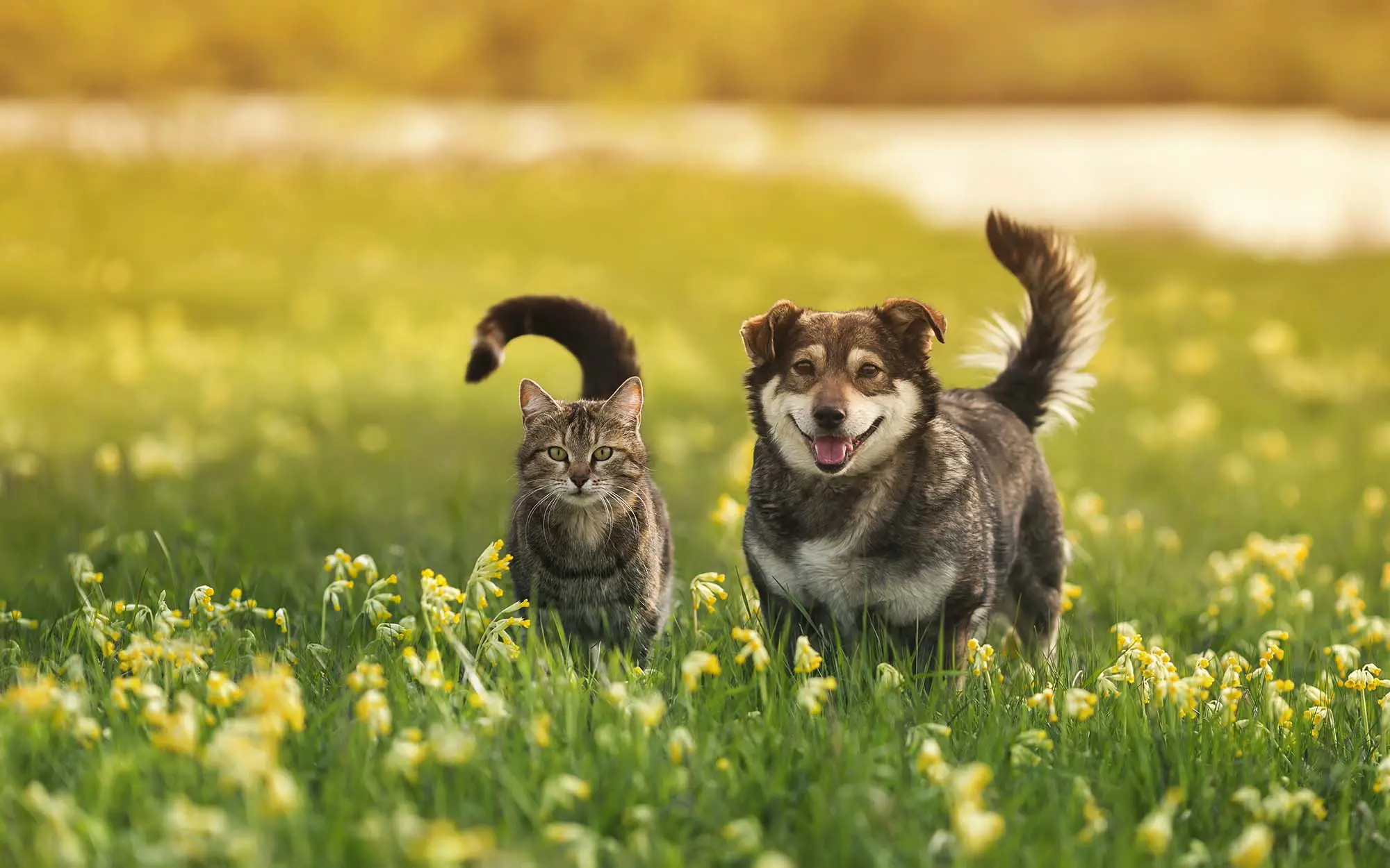 Dog and cat in an open field