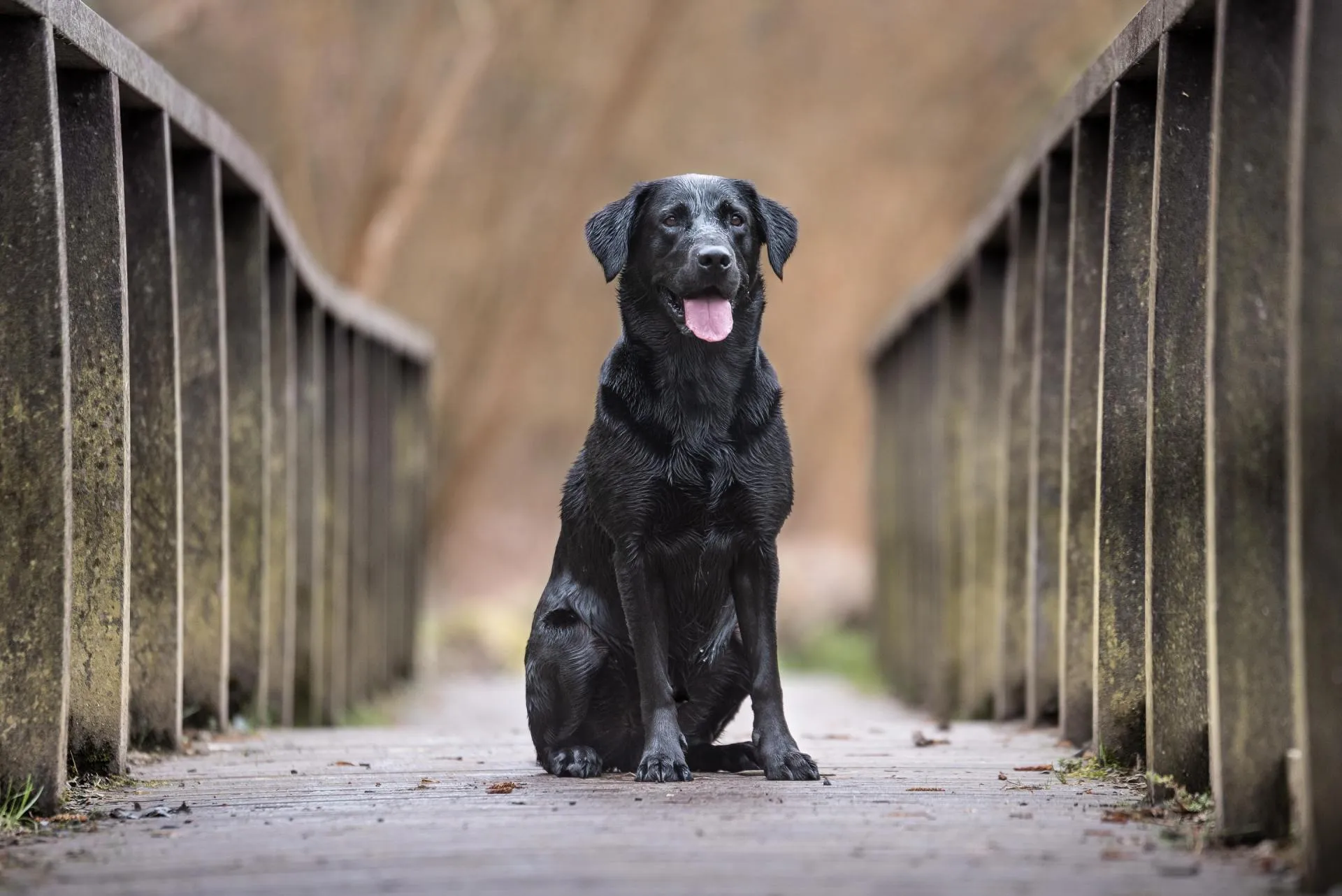 Happy black lab dog sitting on a bridge