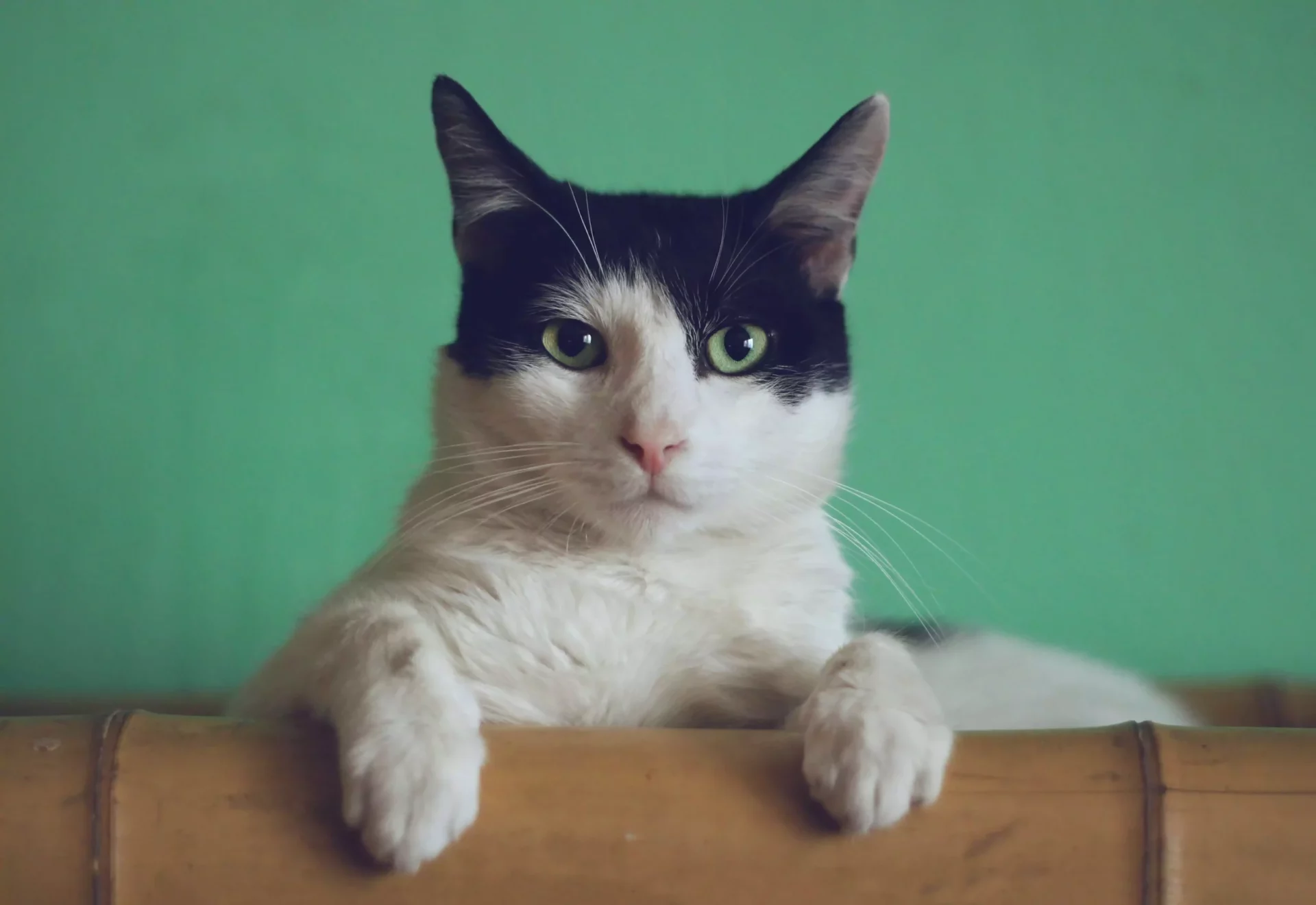 cat with black and white fur looking straight ahead