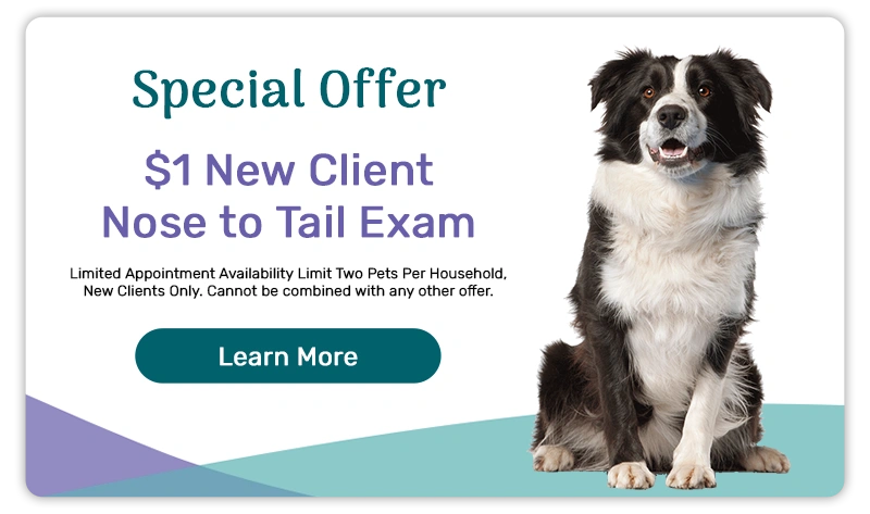 Special Offer! $1 New Client Nose to Tail Exam